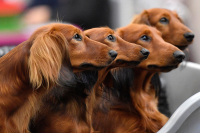 Disse dachshundene ser veldig like ut. Men ny forskning bekrefter det alle hundeeiere vet: hver hund er forskjellig. Den nye studien viser at mange av de populære stereotypiene om oppførselen til spesifikke raser ikke støttes av vitenskapen.